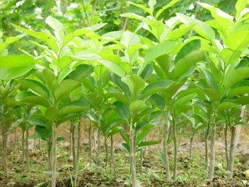 供應(yīng)大量柚子苗香柚金柚胡柚琯溪蜜柚