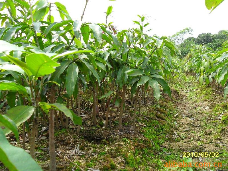 供應(yīng)大中小各類(lèi)芒果苗