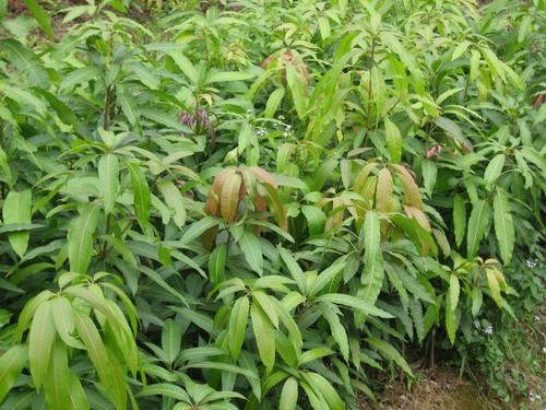 供應(yīng)大量芒果苗芒果苗種子