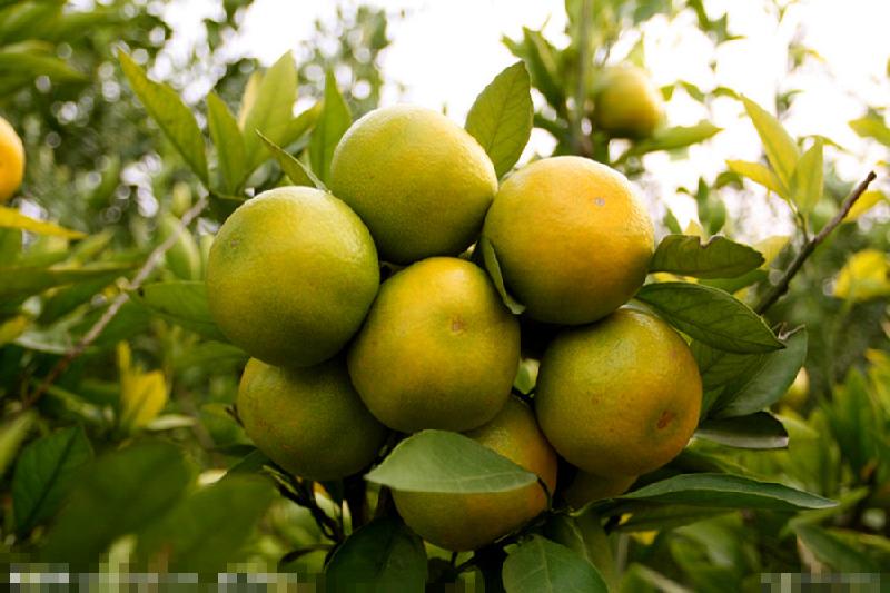 供應(yīng)橘子苗木