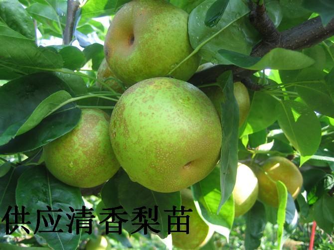 供應青花梨苗木