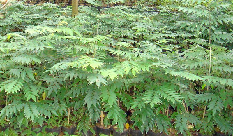 供應(yīng)大量芒果苗芒果苗種子