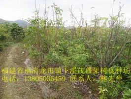 供應(yīng)佛岡青花梨苗