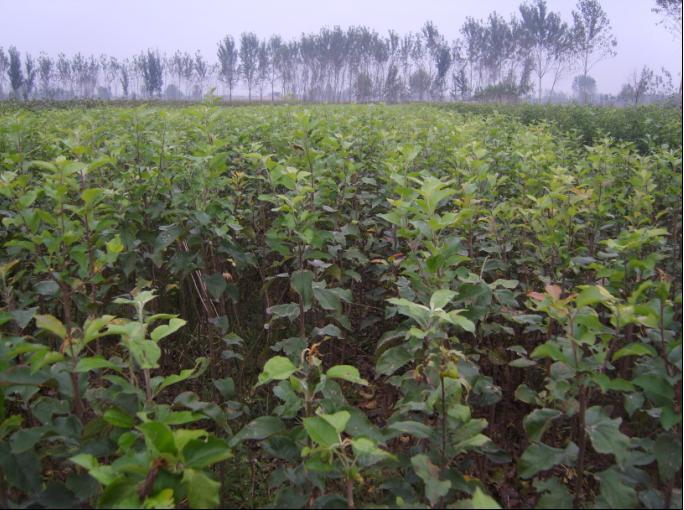 供應青花梨苗木