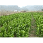 供應青花梨苗木