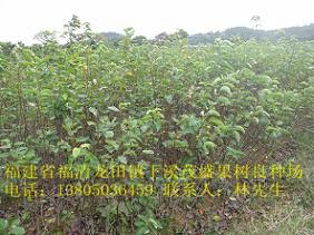 供應(yīng)佛岡青花梨苗