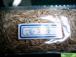 供应高羊茅草坪种子