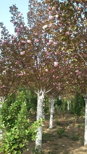 供應(yīng)櫻花，日本櫻花