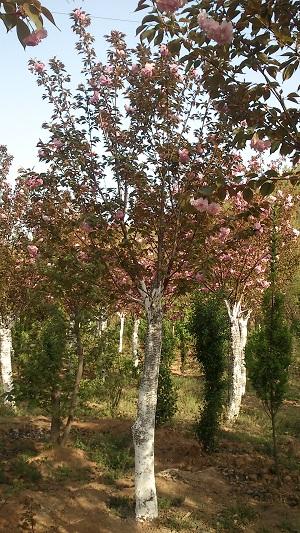 供應(yīng)櫻花，日本櫻花