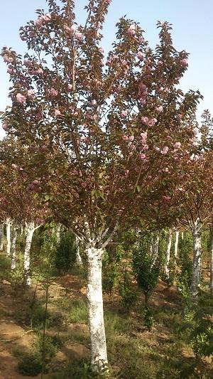 供應(yīng)櫻花，日本櫻花