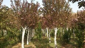 供應(yīng)櫻花，日本櫻花