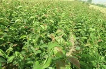 實(shí)生苗圖片/實(shí)生苗樣板圖 (3)