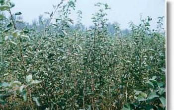 紅燈櫻桃圖片/紅燈櫻桃樣板圖 (2)