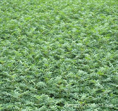 供應(yīng)早大果櫻桃苗 紅燈櫻桃苗 1公分粗的櫻桃苗