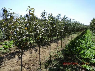 供應2公分粗的早大果櫻桃苗 櫻桃小苗 山東櫻桃苗