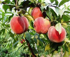 供應(yīng)當(dāng)年毛桃樹苗：紅不軟桃、春蜜桃、春雪桃、紅久鮮桃、