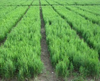 供應2公分粗的早大果櫻桃苗 櫻桃小苗 山東櫻桃苗