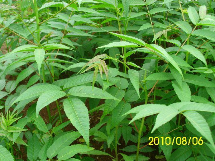 1公分的櫻桃苗圖片