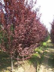 供應(yīng)紫葉李樹(shù)苗/紫葉李/紫葉李/紫葉李/2到7公分的紫葉李/紫葉李