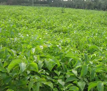 供應(yīng)8518核桃原種苗