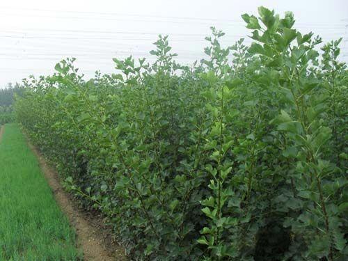 紅燈櫻桃圖片/紅燈櫻桃樣板圖 (4)