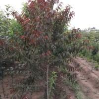 紅葉碧桃嫁接苗圖片