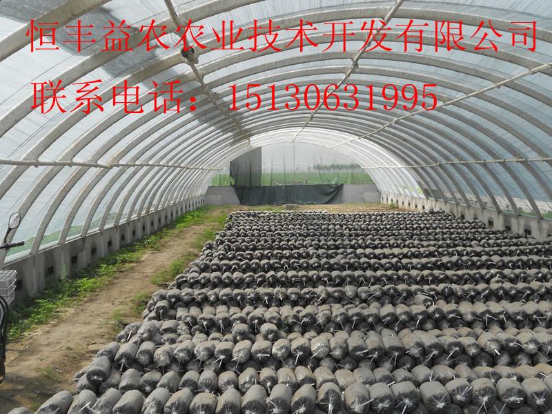 供應河北大棚鋼架