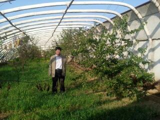 供應(yīng)石家莊鋼架大棚