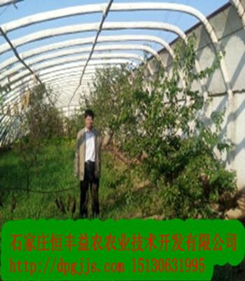 吉林蔬菜大棚圖片