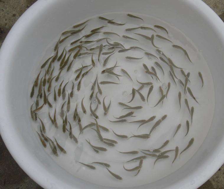 供應(yīng)*烏頭苗