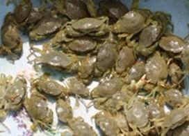 供應鋸緣青蟹苗