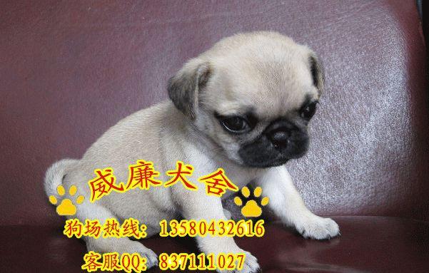 廣州哪里有賣巴哥犬 廣州純種巴哥犬哪里有賣巴哥犬
