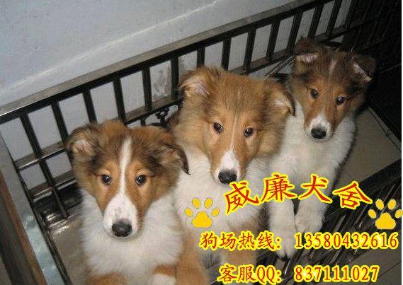 蘇格蘭牧羊犬圖片/蘇格蘭牧羊犬樣板圖 (4)