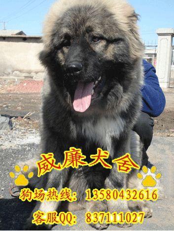 高加索犬價格 高加索犬多少錢 高加索價格 純種高加