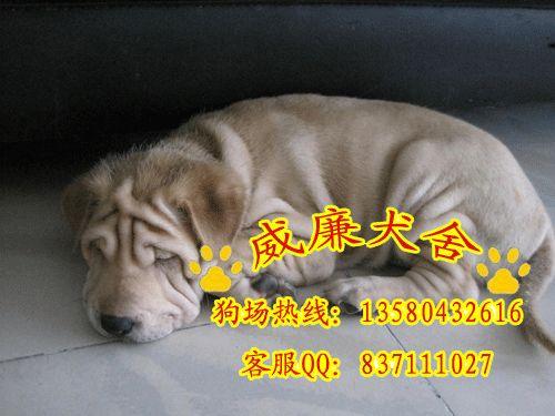 純種沙皮犬價(jià)格 沙皮犬多少錢 沙皮犬價(jià)格 沙皮犬圖片 沙皮犬好不好養(yǎng)