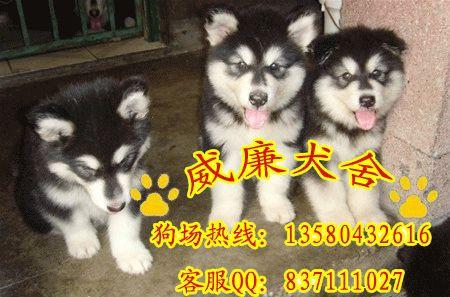 純種阿拉斯加犬 阿拉斯加犬價格 阿拉斯加犬多少錢 阿拉斯加犬圖片