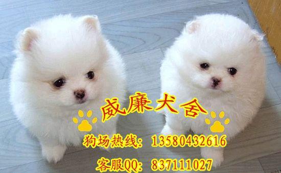 博美犬價格 博美犬圖片 博美犬多少錢 博美犬什么價位 純種博美犬