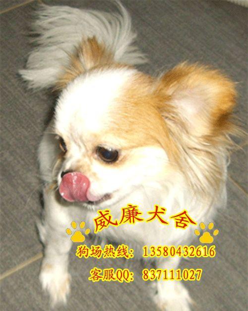 純種吉娃娃犬 吉娃娃價(jià)格 吉娃娃犬多少錢(qián) 吉娃娃犬價(jià)格 吉娃娃犬圖片
