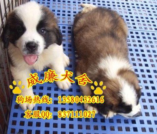 圣伯納圖片/圣伯納樣板圖 (2)