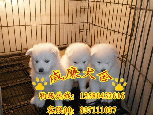 薩摩耶犬價(jià)格 薩摩耶犬圖片 薩摩耶犬多少錢 薩摩耶犬好不好養(yǎng) 薩摩耶