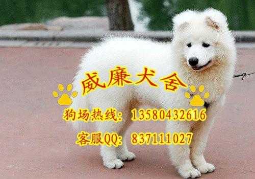 薩摩耶犬價(jià)格 薩摩耶犬圖片 薩摩耶犬多少錢 薩摩耶犬好不好養(yǎng) 薩摩耶