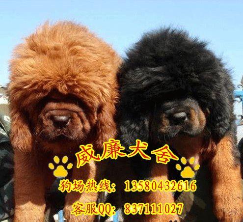 供應藏獒犬