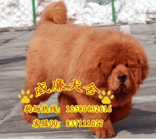 藏獒什么價格 藏獒多少錢 藏獒圖片 純種藏獒 藏獒價格