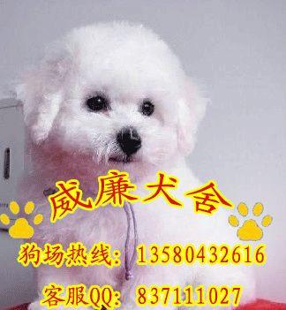 比熊犬價格 比熊犬多少錢 比熊犬好不好養(yǎng) 比熊犬圖片 純種比熊犬