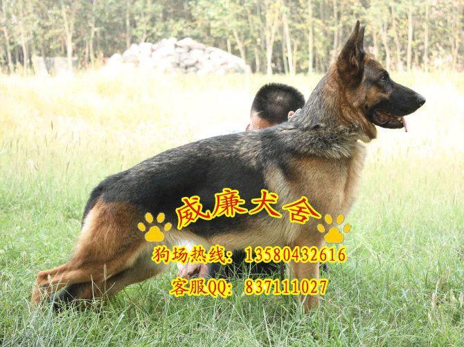 供應(yīng)廣州純種德國(guó)牧羊犬警犬弓背彎腿