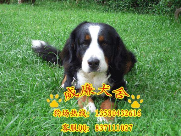 伯恩山犬價(jià)格 伯恩山犬圖片 伯恩山犬多少錢(qián) 伯恩山犬 純種伯恩山犬