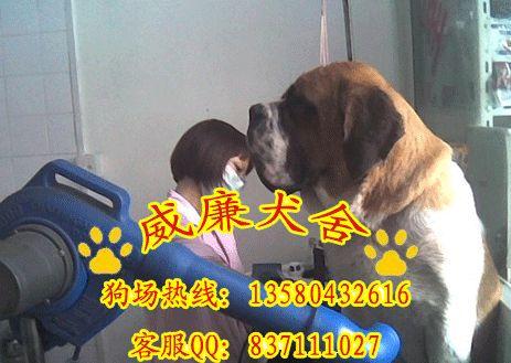 圣伯納圖片/圣伯納樣板圖 (4)