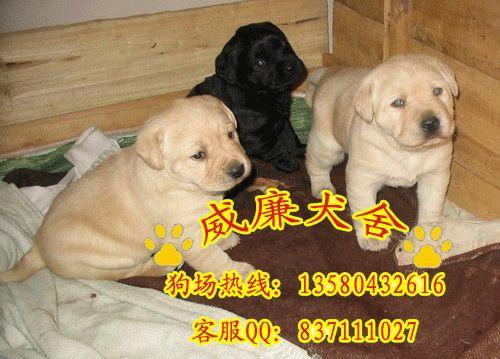 廣州哪里有賣拉布拉多犬 拉布拉多犬價格 拉布拉多犬圖片 純種拉布拉多