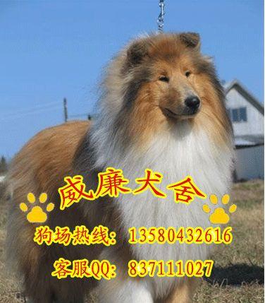 純種喜樂蒂犬 喜樂蒂犬價(jià)格 喜樂蒂犬多少錢 喜樂蒂價(jià)格 喜樂蒂犬