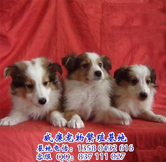 廣州哪里有賣喜樂蒂 廣州狗場 廣州喜樂蒂一只多少錢